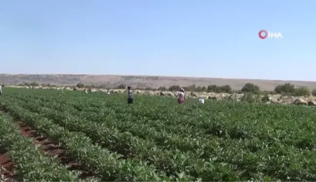 Kilis'te patlıcan hasadı başladı...Kilosu tarlada 2 TL'den satılıyor