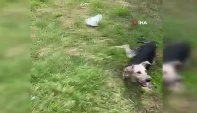 Son dakika haberleri... Ölmek üzere olan sokak köpeğine itfaiye yardım etti