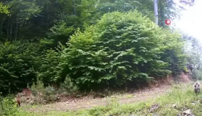 Bolu'da yaban hayat fotokapanla görüntülendi