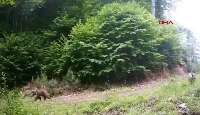 Bolu'da yaban hayatı fotokapanla görüntülendi