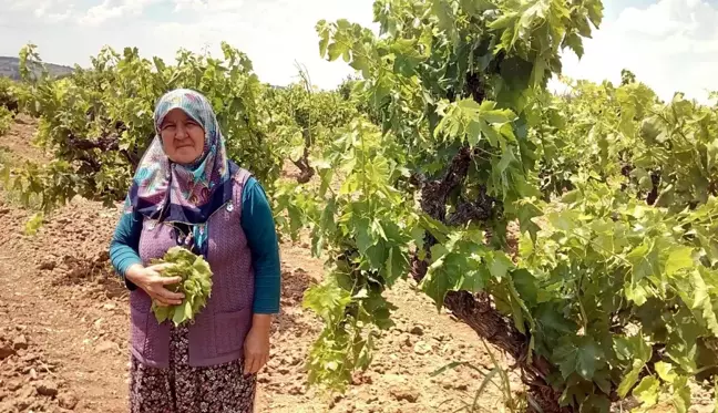 Asma yaprağından 1,5 milyonluk gelir