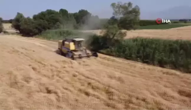 Iğdır'da buğday hasadı başladı