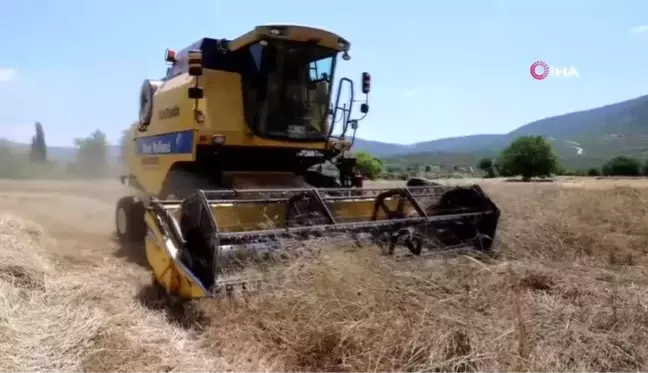 Menteşe'de 'Karakılçık' hasadı başladı