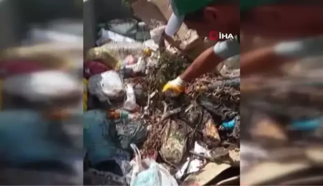 Böyle vicdansızlık görülmedi: Kedi yavrusunu çöpe atmışlar