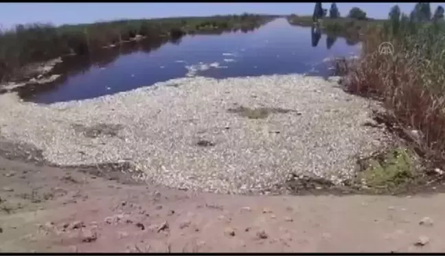 Büyük Menderes Nehri'ndeki toplu balık ölümlerine inceleme