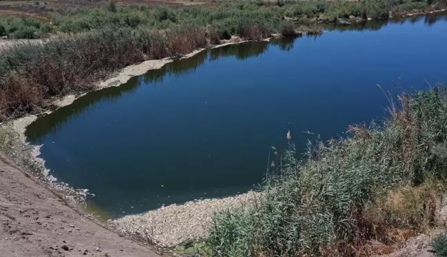 Son dakika haber | Büyük Menderes Nehri'ndeki toplu balık ölümleri balıkçıları endişelendiriyor