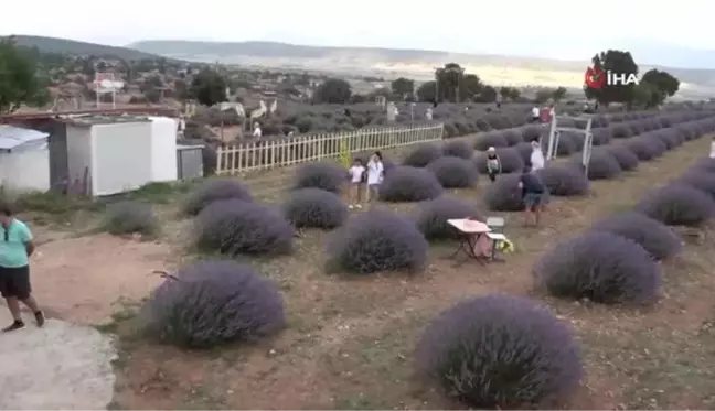 Lavanta kokulu köy ziyaretçilerini ağırlamaya başladı