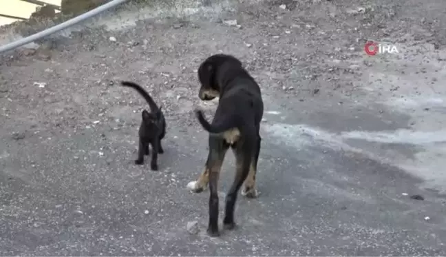 Yavru kedi ile köpeğin gülümseten dostluğu