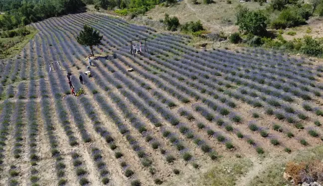 Dokuz aylık maaşıyla köyüne lavanta bahçesi kurdu