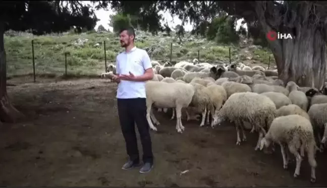 Kötekli Yörüklerinin koyun kırkması şölenle başladı