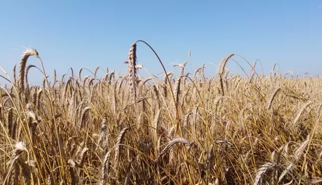 Hayrabolu'da buğday hasadı başladı