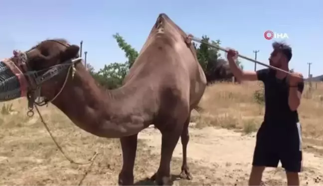 Yeni sezon öncesi develer yağlandı