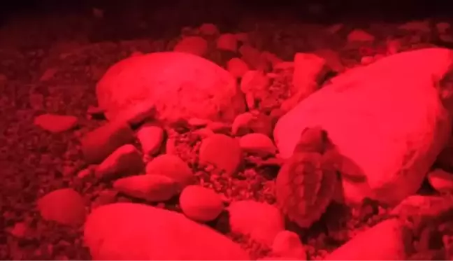 Antalya'da caretta caretta yavrularının zorlu yolculuğu başladı