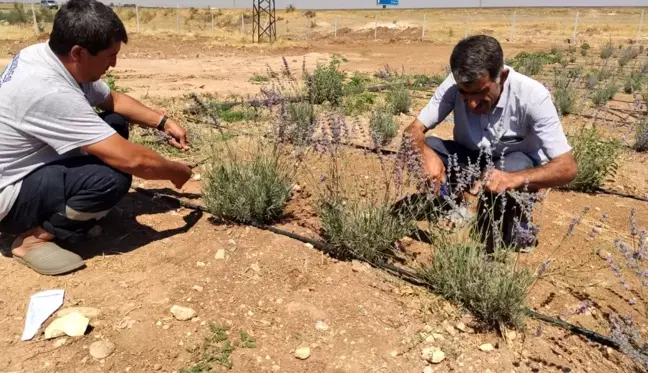 Daha önce terörle anılan topraklarda artık lavanta kokusu yükseliyor