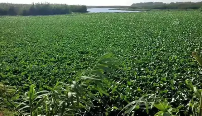 Asi Nehri'nin bir kısmını su sümbülleri kapladı