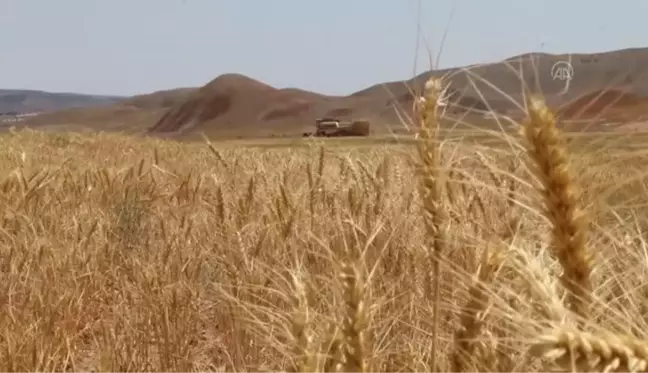 Son dakika haber... Tarıma kazandırılan çorak topraklarda ilk hasat yapıldı