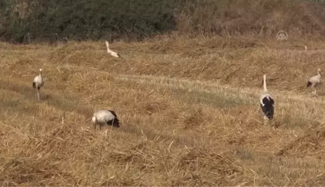 Leylekler hasat edilen tarlalarda yiyecek arıyor