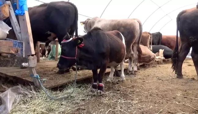 Türkiye'nin en küçük kurbanlığı Sultangazi'de