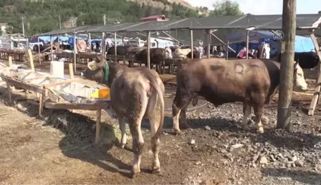 Kurban Bayramı'nın ilk gününde hayvan pazarında yoğunluk