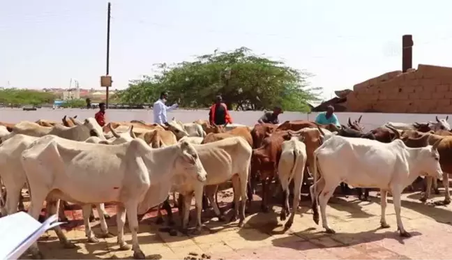 TDV tarafından Somaliland'da kesilen kurbanlar ihtiyaç sahiplerine ulaştırıldı