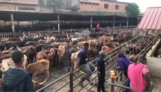 Türkiye'den bağışlanan kurbanlar Uganda'daki ihtiyaç sahiplerine ulaştırılmaya başladı