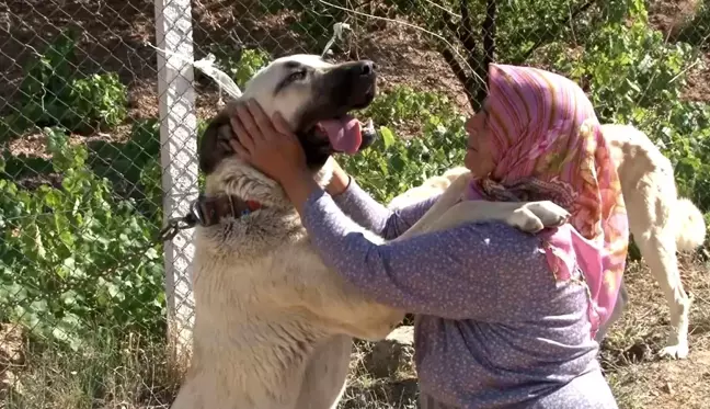 Anadolu ırkı çoban köpekleri heybetleriyle dikkat çekiyor