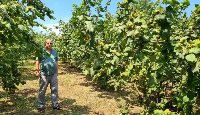 Fındık üreticisi 27 TL taban fiyat ve erken açıklama bekliyor