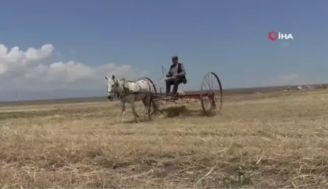 Kuraklığın vurduğu Kars'ta çiftçilerin hasat mesaisi başladı