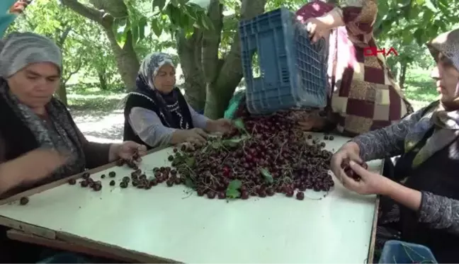 NAPOLYON KİRAZINA İHRACATÇI DESTEĞİ BEKLENİYOR