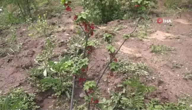 Aronia meyvesi için teknik destek