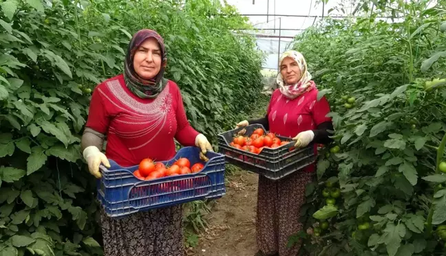 Isparta'da yayla şartlarında domates hasadı