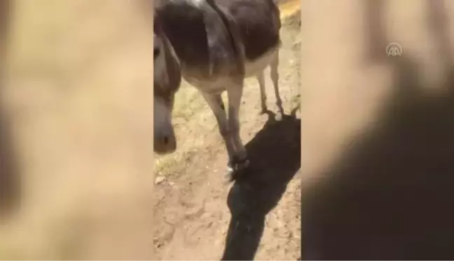 Ayakları telle bağlanıp ölüme terk edilen eşek köylülerce kurtarıldı