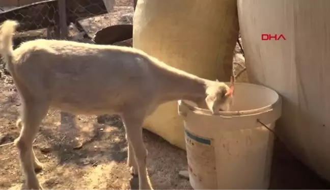 KAFASI TENEKE KUTUYA SIKIŞAN YAVRU AYIYI İTFAİYE KURTARDI