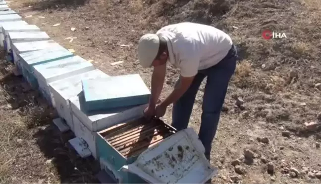 Son dakika haber | Muğla yangının ateşi Afyonkarahisar'daki arıcıları da sardı