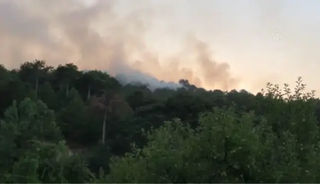 Aydın'daki iki orman yangınından biri kontrol altına alındı