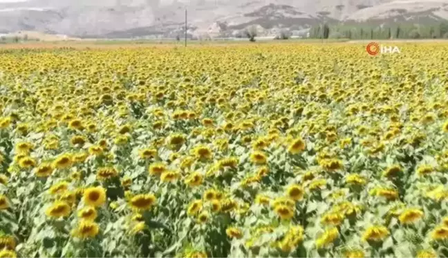 Ünlü tenordan ayçiçeği tarlasında arya