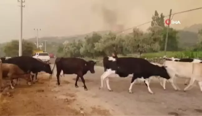 AKUT ve vatandaşlar hayvancılık işletmelerini tahliye ediyor