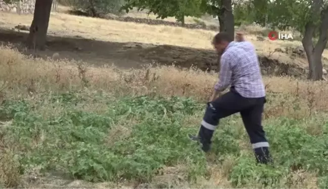 Gercüş'te et yiyen dev çekirge görenleri hayretler içinde bıraktı