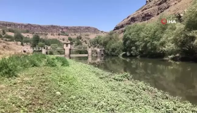 Son Dakika | Korkulan oldu... Kars Çayı'nda toplu balık ölümü