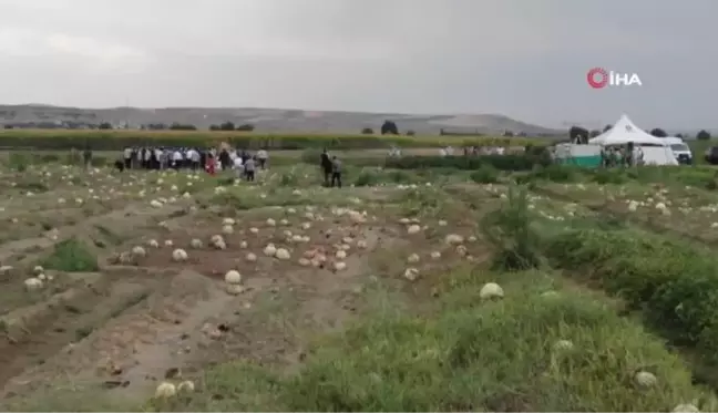 Diyarbakır'da yarışacak tescilli karpuzların hasadı başladı