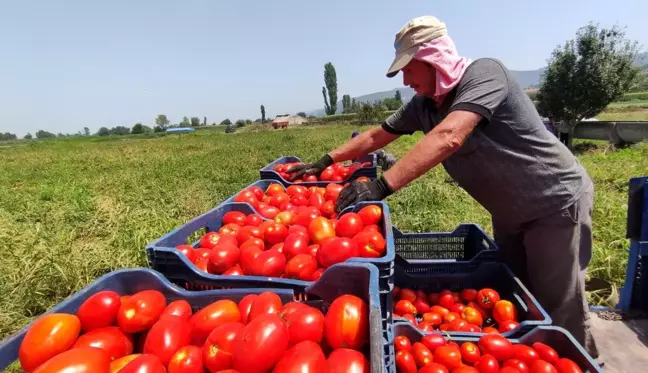 Domates fiyatları tarlada 50 kuruş, markette 5 lira! Üretici isyanda