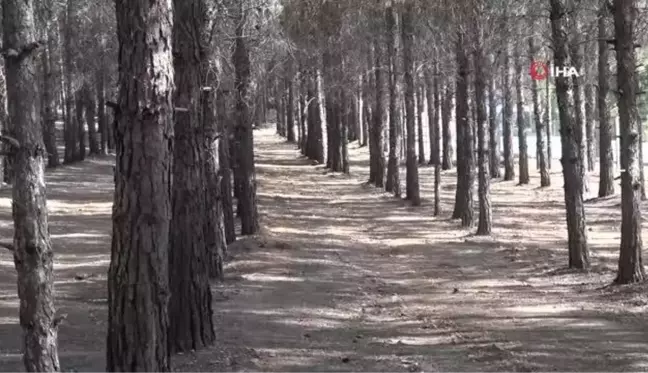 Vali ve Belediye Başkanı ormanı temizledi
