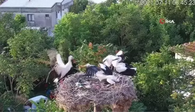 Yaren'in yavrusu Beşnumara yuvadan uçtu...Halka ile uydudan böyle takip ediliyor