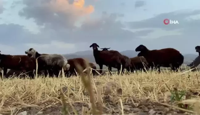 Öksüz kalan kuzun sahibiyle duygulandıran bağı