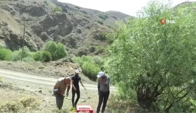 Erzincan'da 400 kınalı keklik doğaya salındı