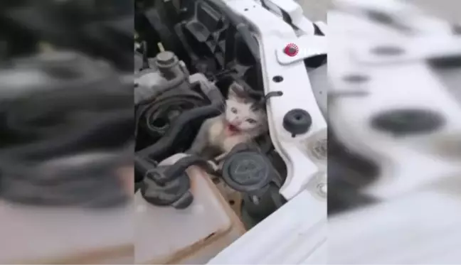 Son dakika haberi... Otomobilin motor kısmına sıkışan kediyi itfaiye kurtardı