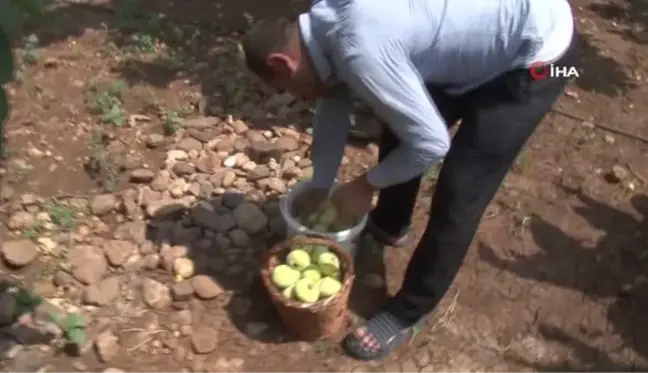 Tescilli Abbas incirinde hasat dönemi