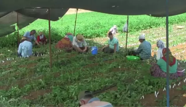 BALIKESİR - Bandırma'nın meşhur ceviz fidanları aşılanmaya başlandı