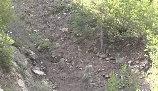 Koruma altındaki yaban keçileri Erzurum dağlarına güzellik katıyor