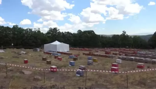 Bingöl Üniversitesi, kaliteli bal üretilen bölgeleri belirliyor